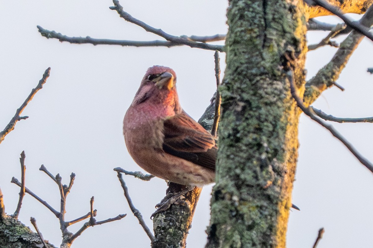 Purple Finch - ML643862371