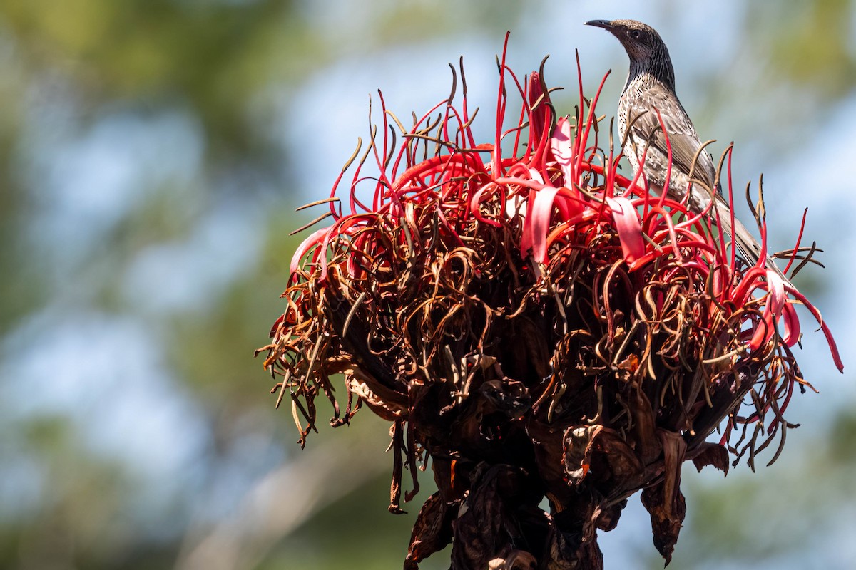 Little Wattlebird - ML643862380