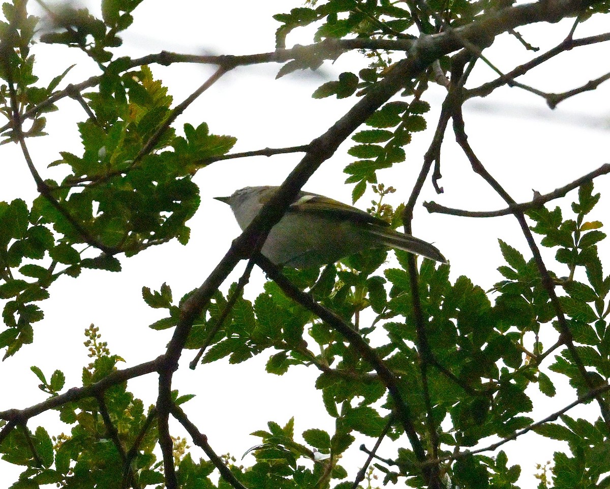 White-banded Tyrannulet - ML643862382