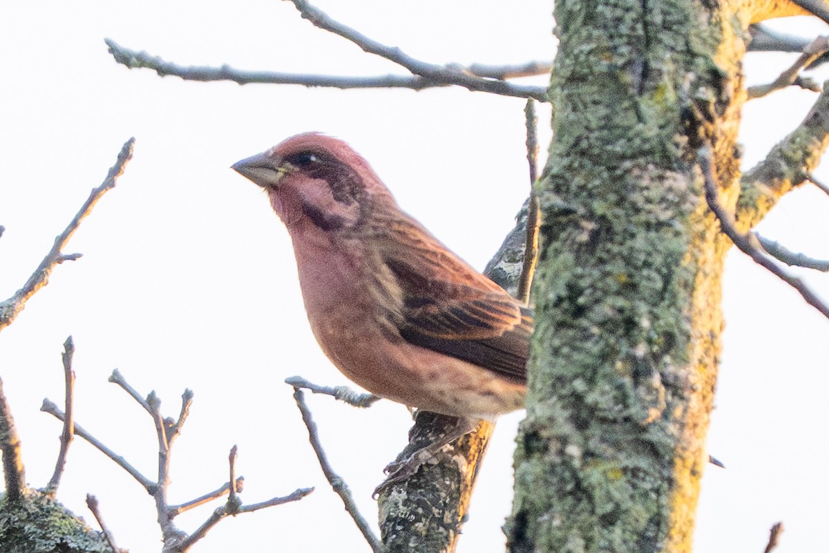 Purple Finch - ML643862383
