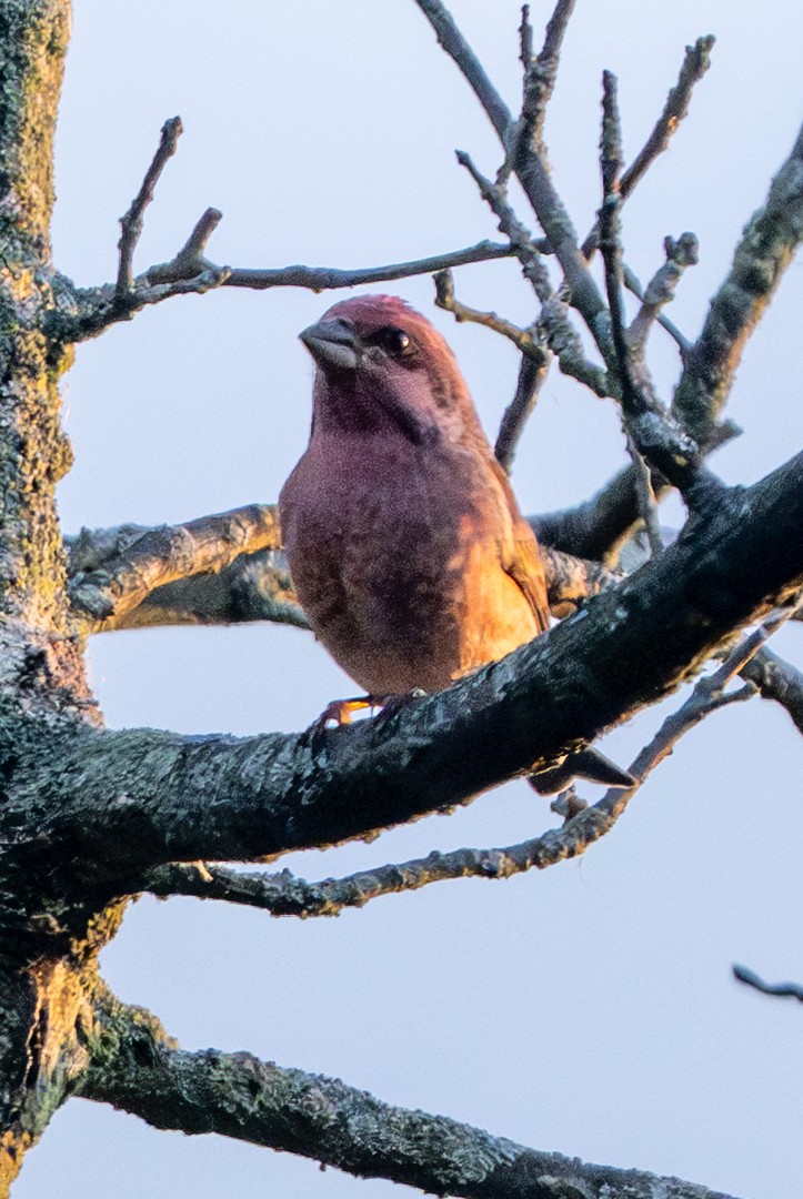 Purple Finch - ML643862386