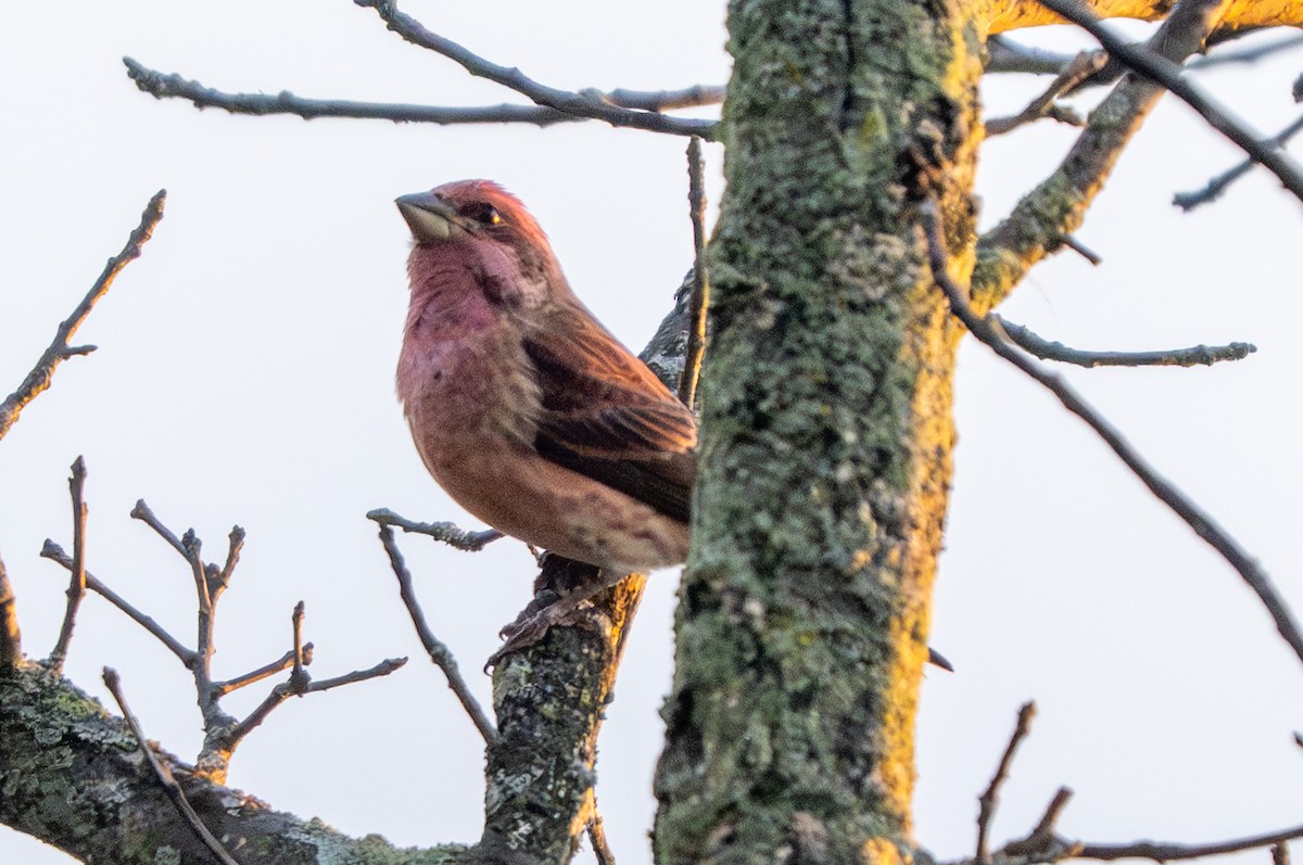 Purple Finch - ML643862393