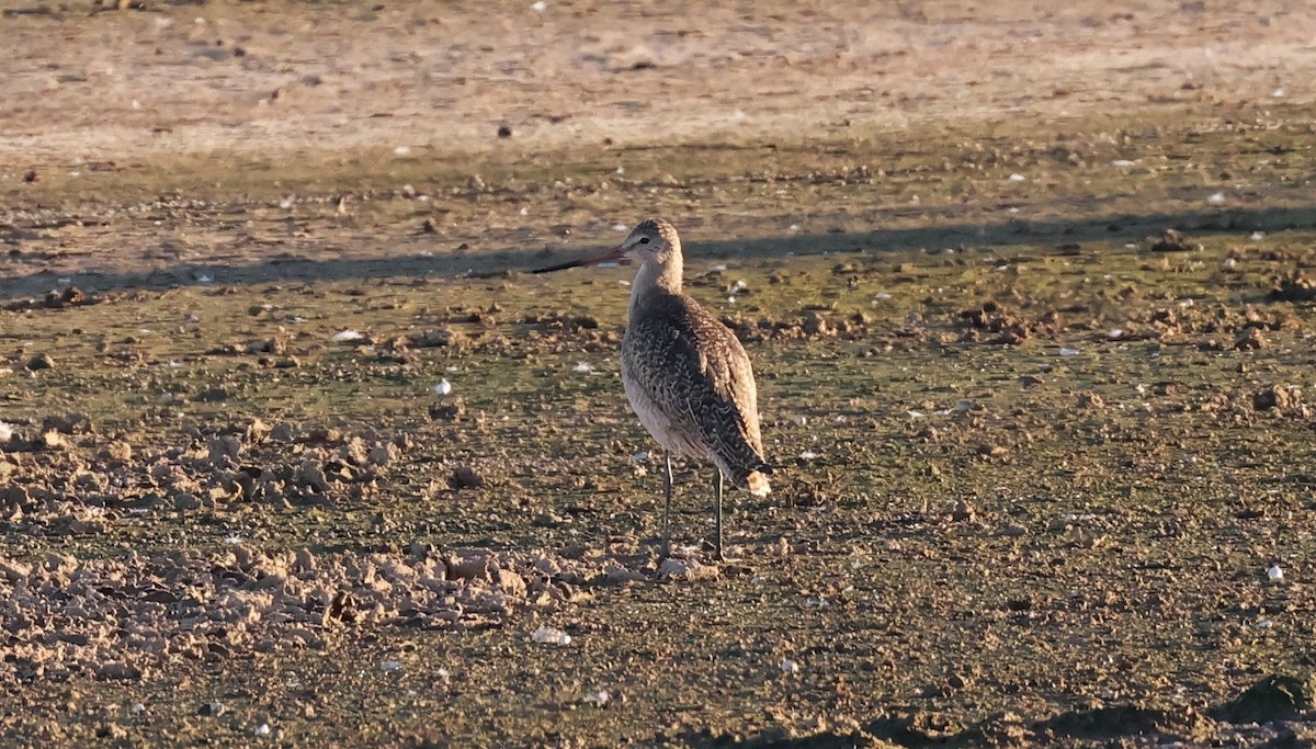 Marbled Godwit - ML643862407