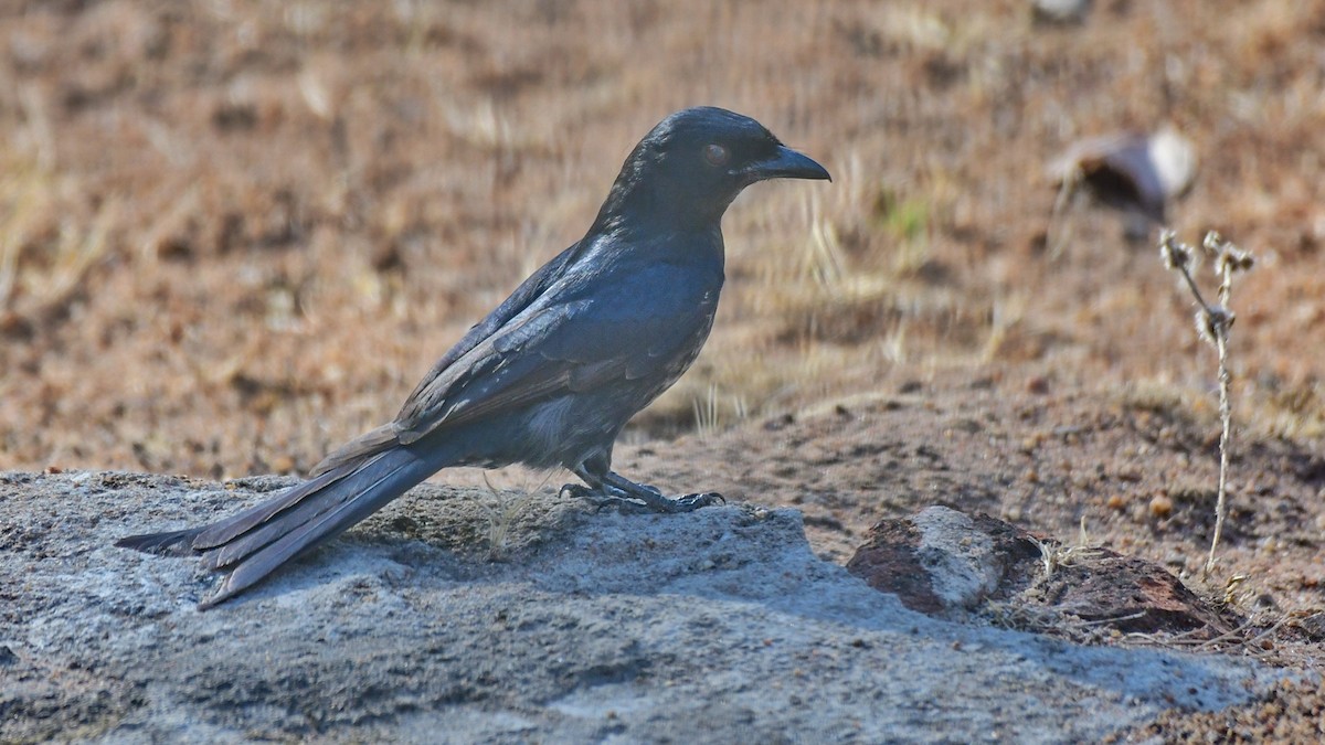 drongo africký - ML643862410