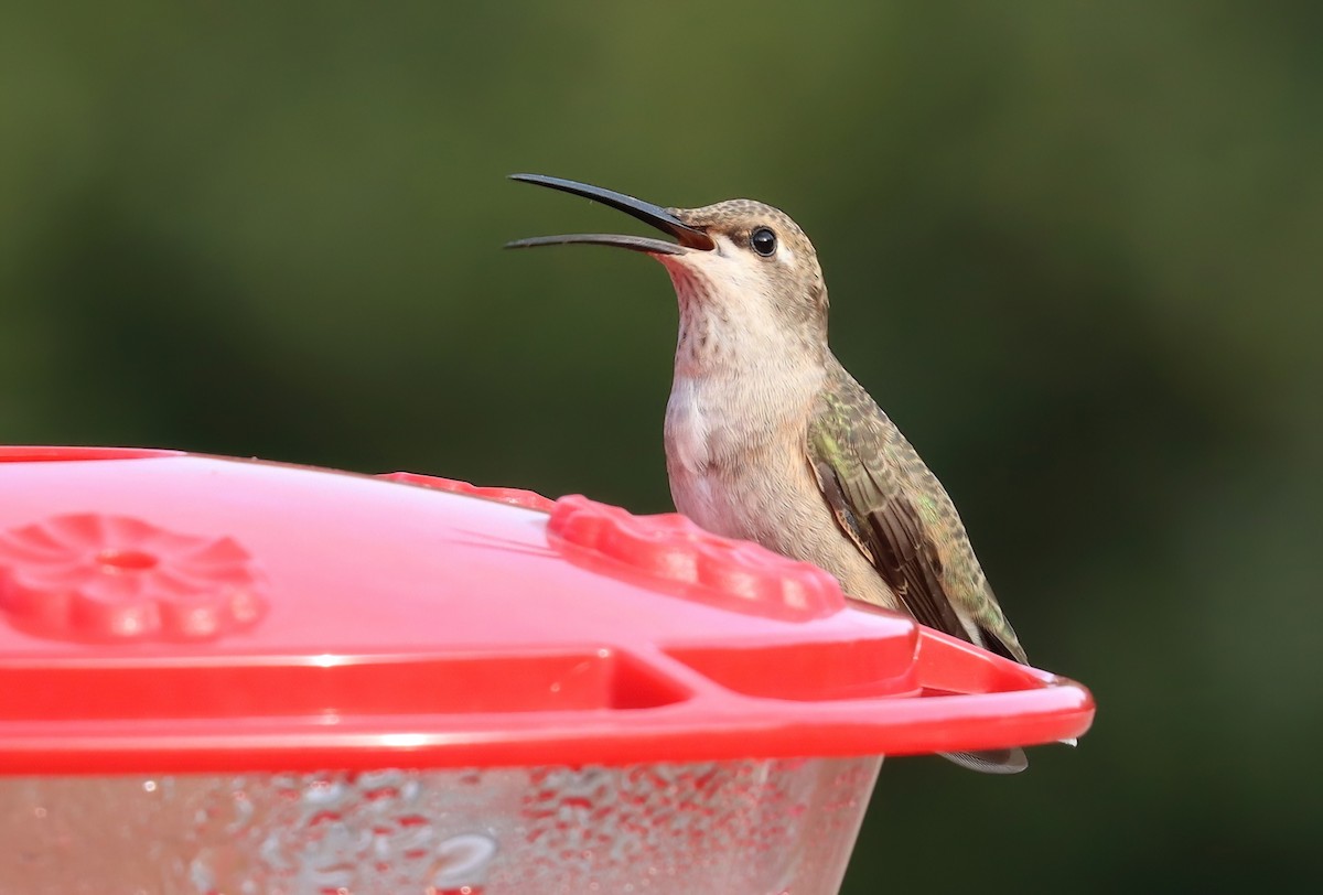 Black-chinned Hummingbird - ML643862435