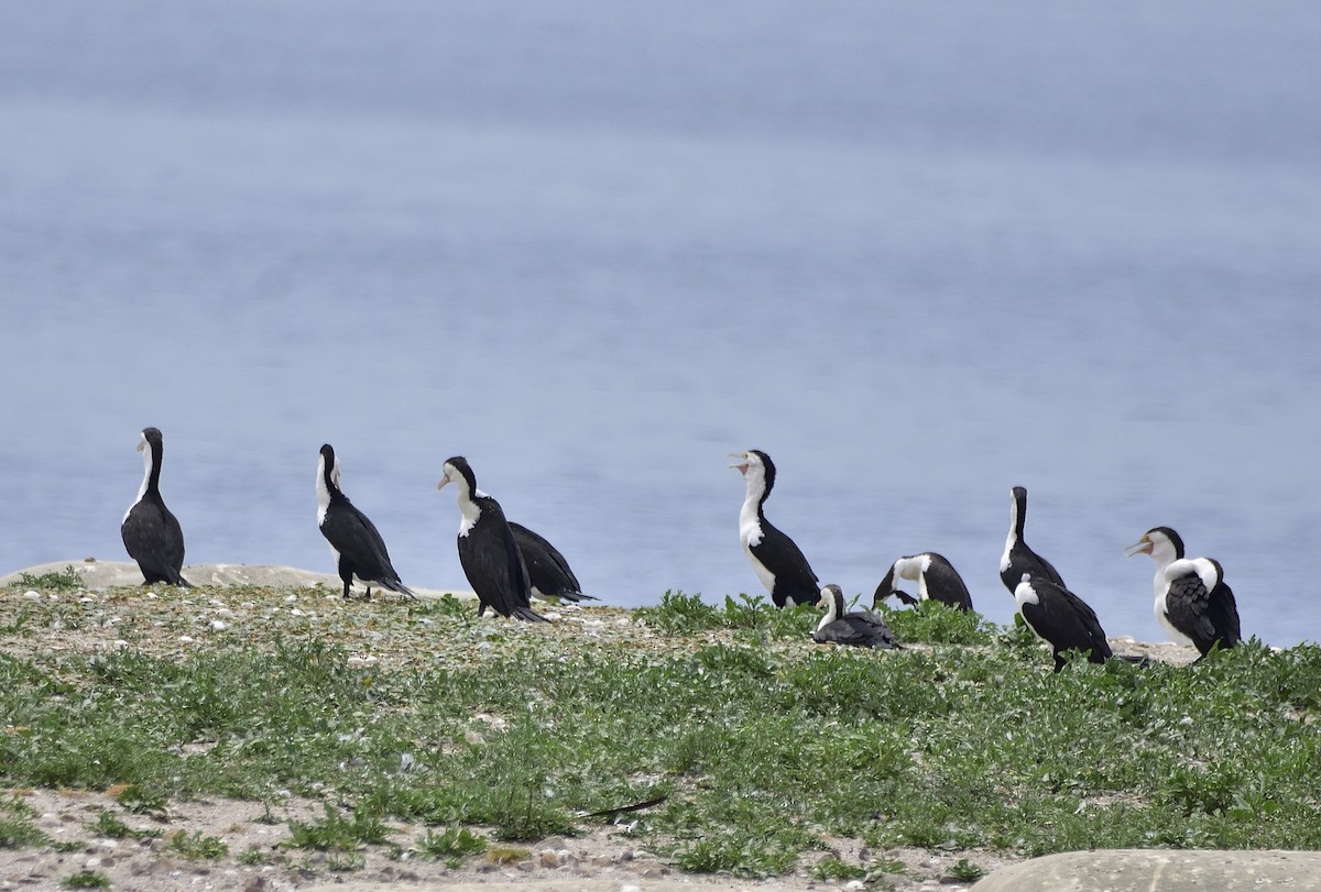 Pied Cormorant - ML643862436