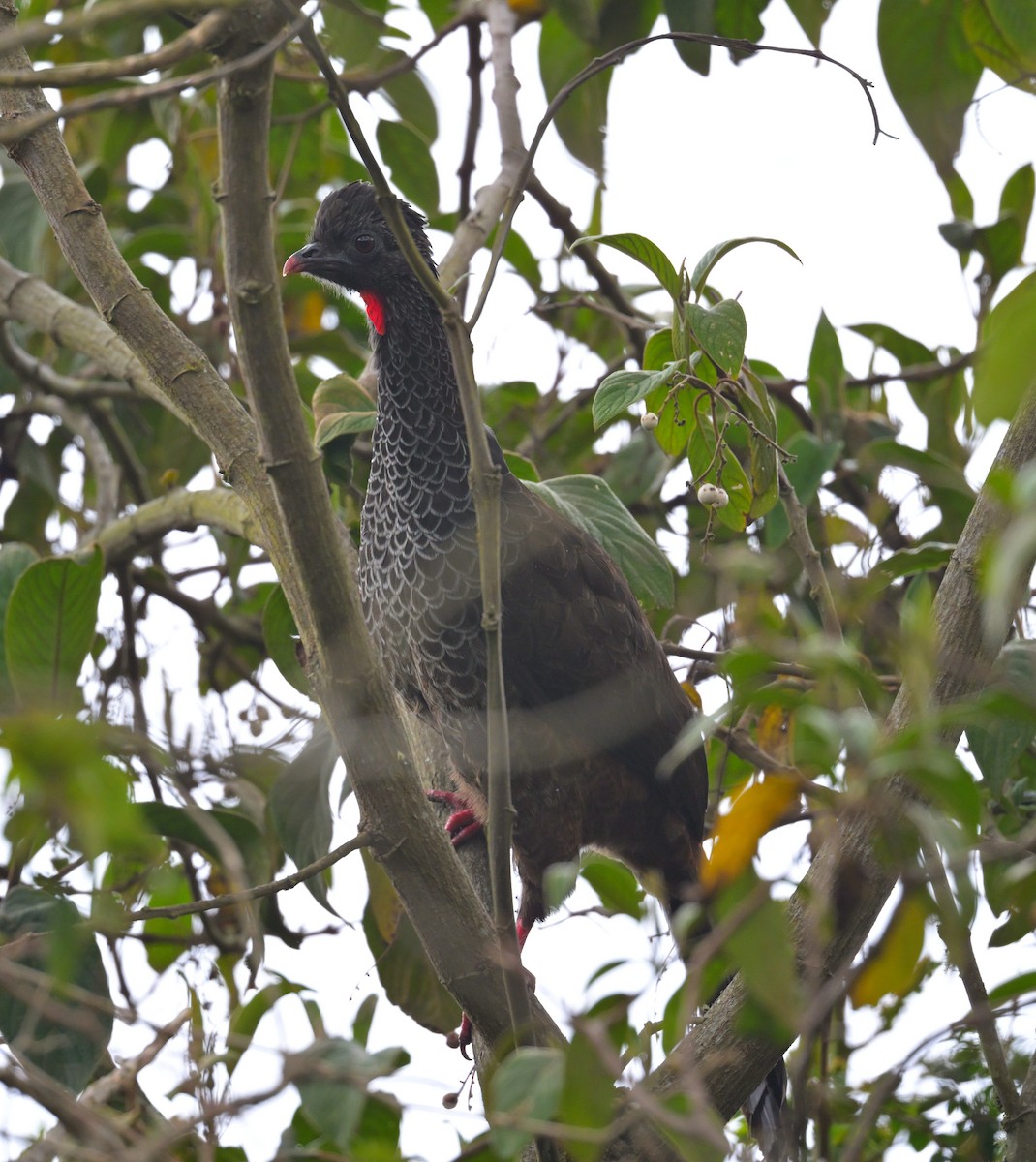 Andean Guan - ML643862437