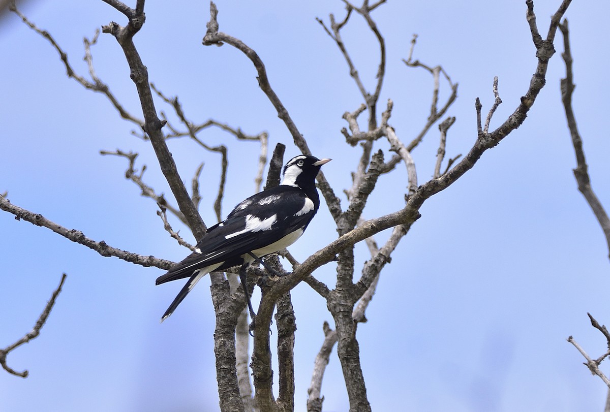 Magpie-lark - ML643862446