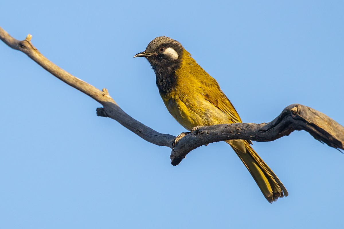 White-eared Honeyeater - ML643862455