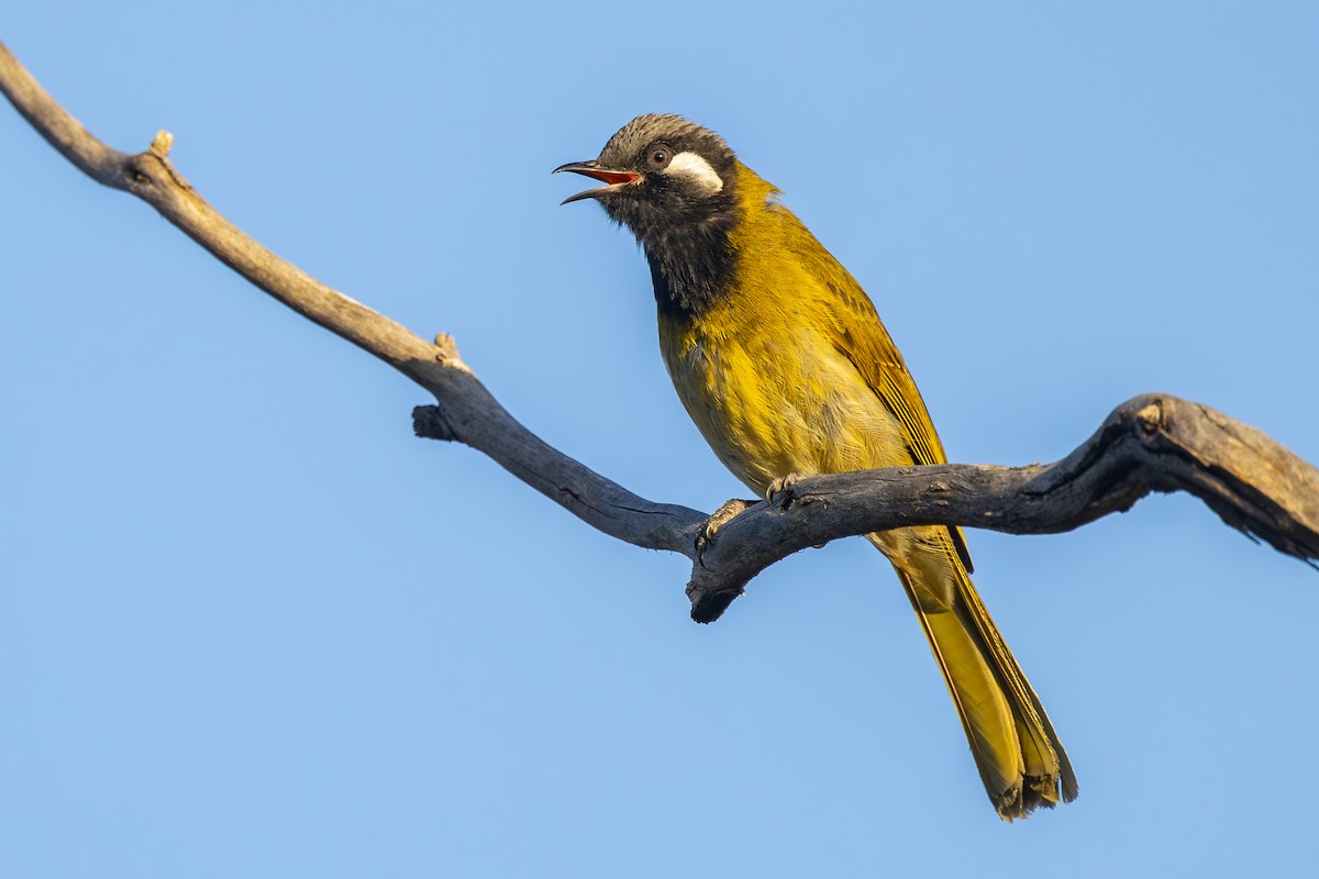 White-eared Honeyeater - ML643862456