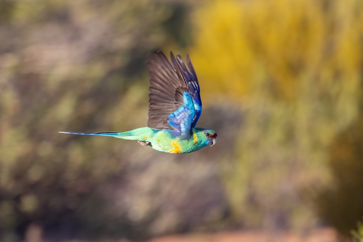 コダイマキエインコ - ML643862463