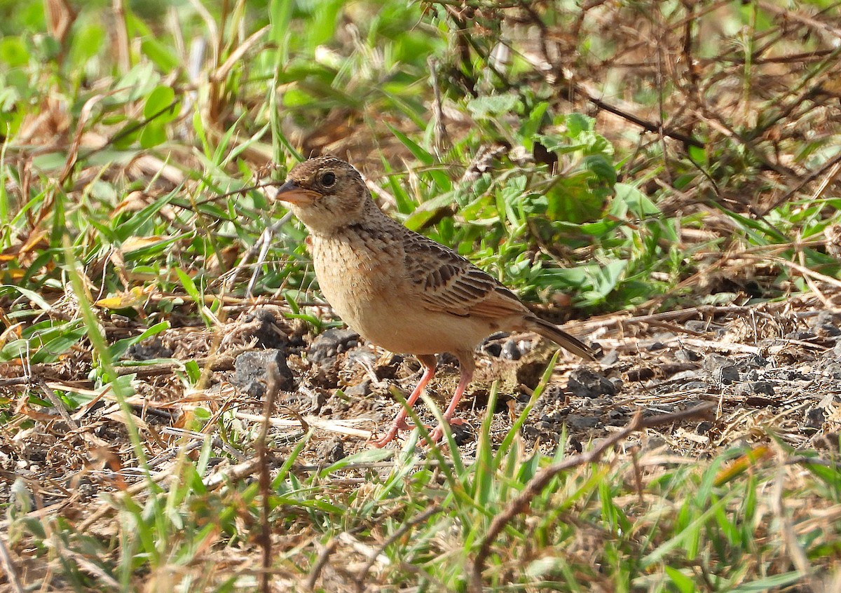 Singing Bushlark - ML643862465