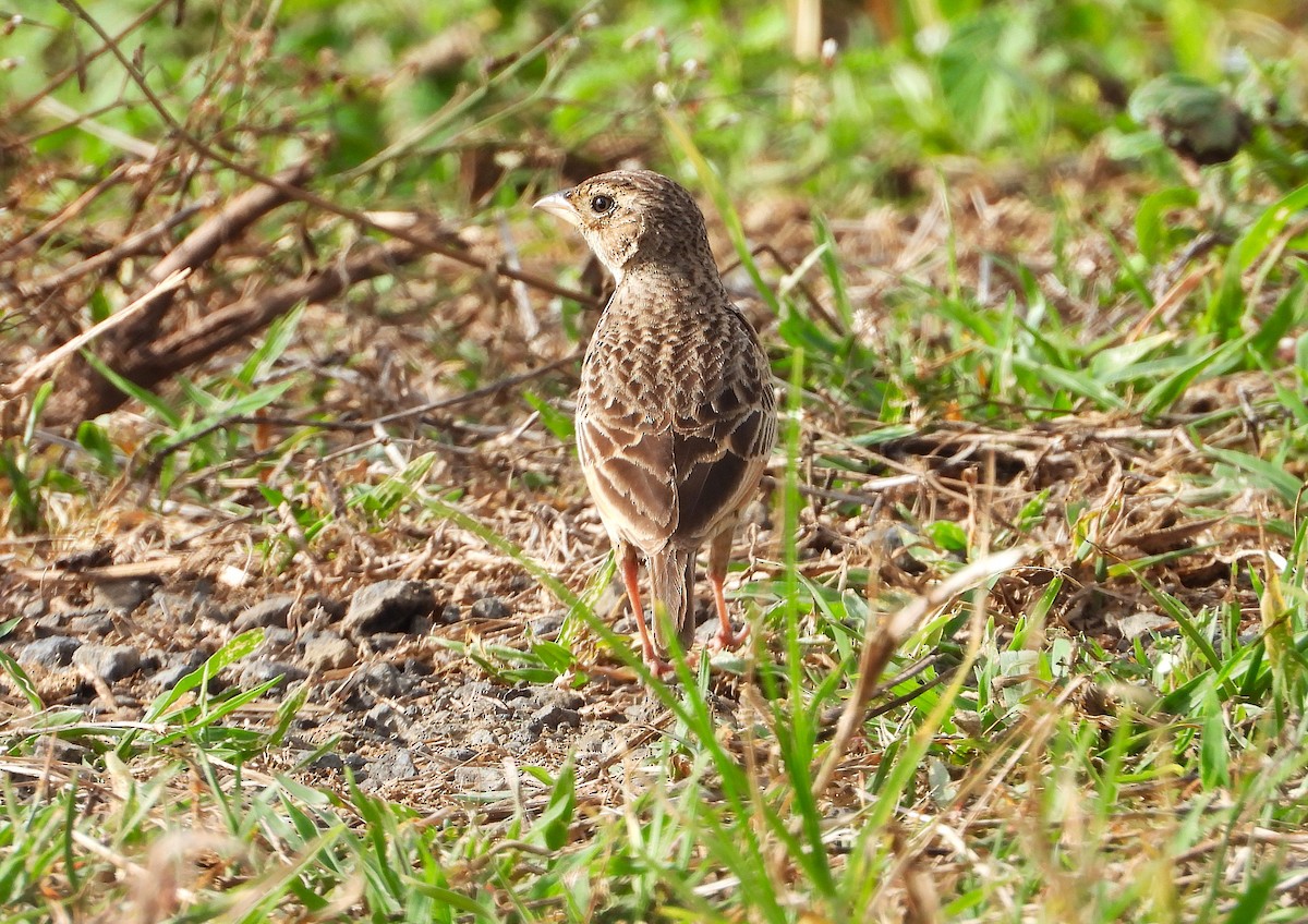 Singing Bushlark - ML643862468