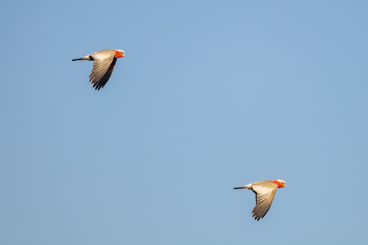 Galah - ML643862474