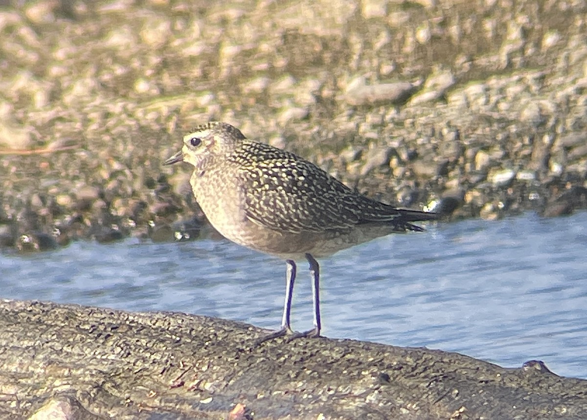 kulík hnědokřídlý - ML643862476