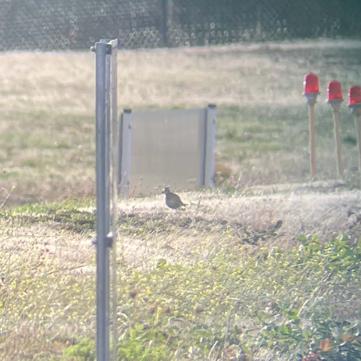 kulík hnědokřídlý - ML643862477