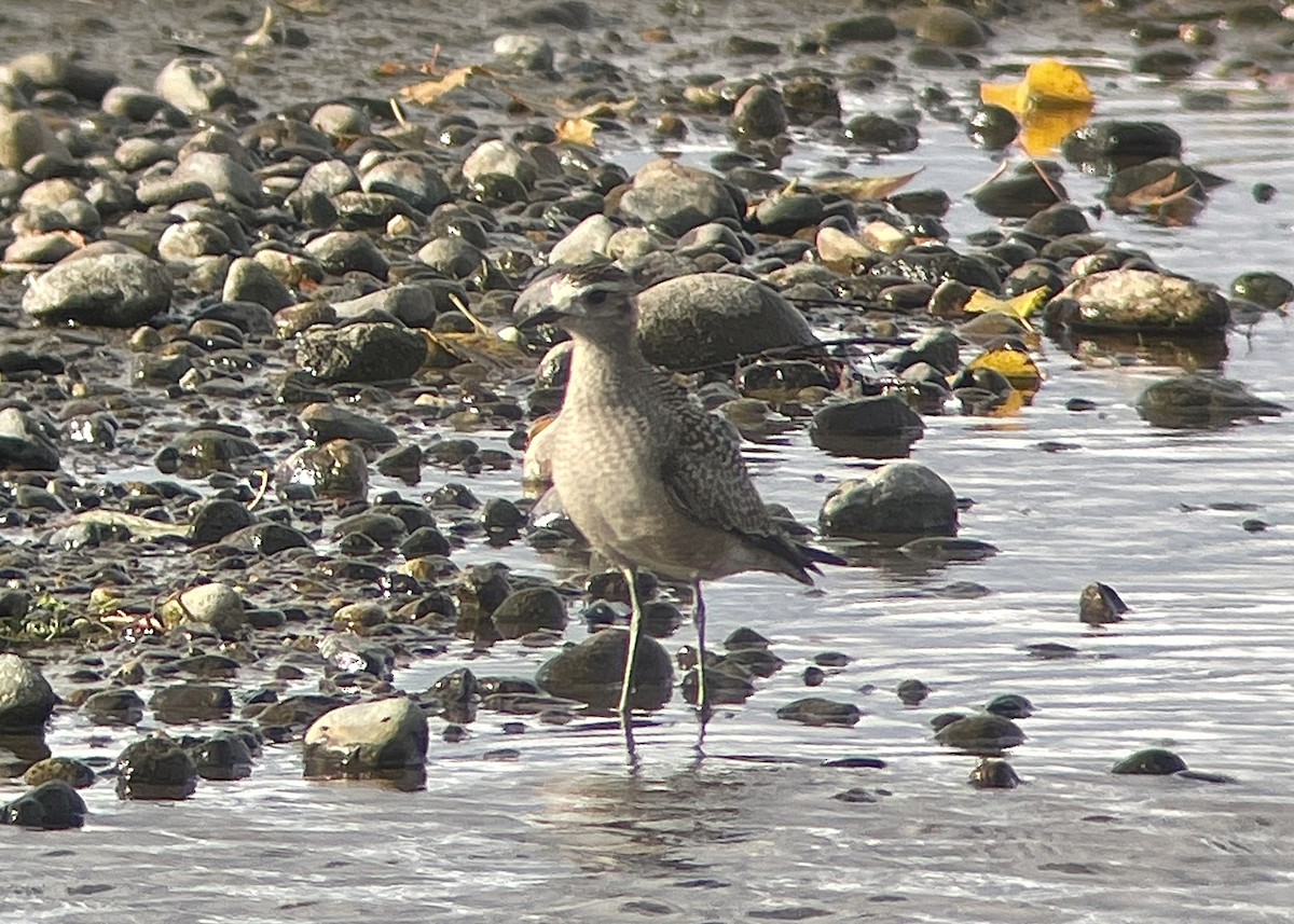 kulík hnědokřídlý - ML643862478