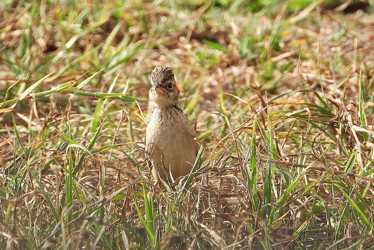 Singing Bushlark - ML643862479