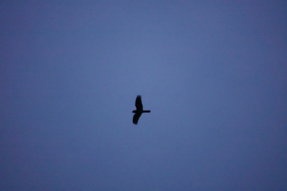 Great Eared-Nightjar (Sulawesi) - ML643862481