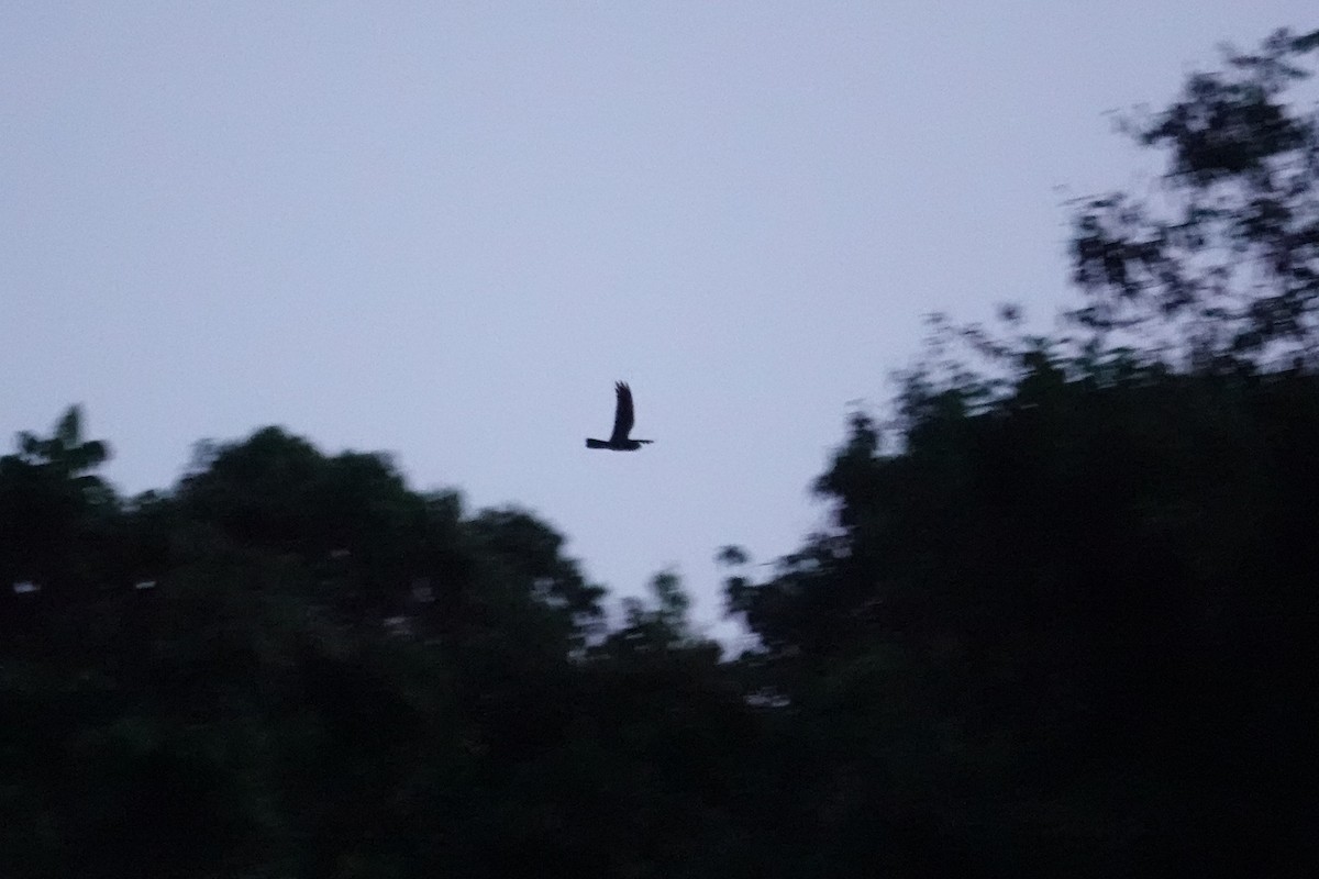 Great Eared-Nightjar (Sulawesi) - ML643862482