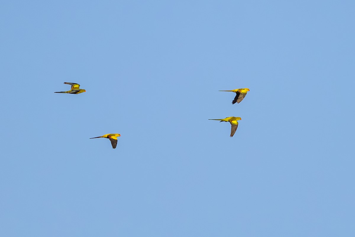 Regent Parrot - ML643862483