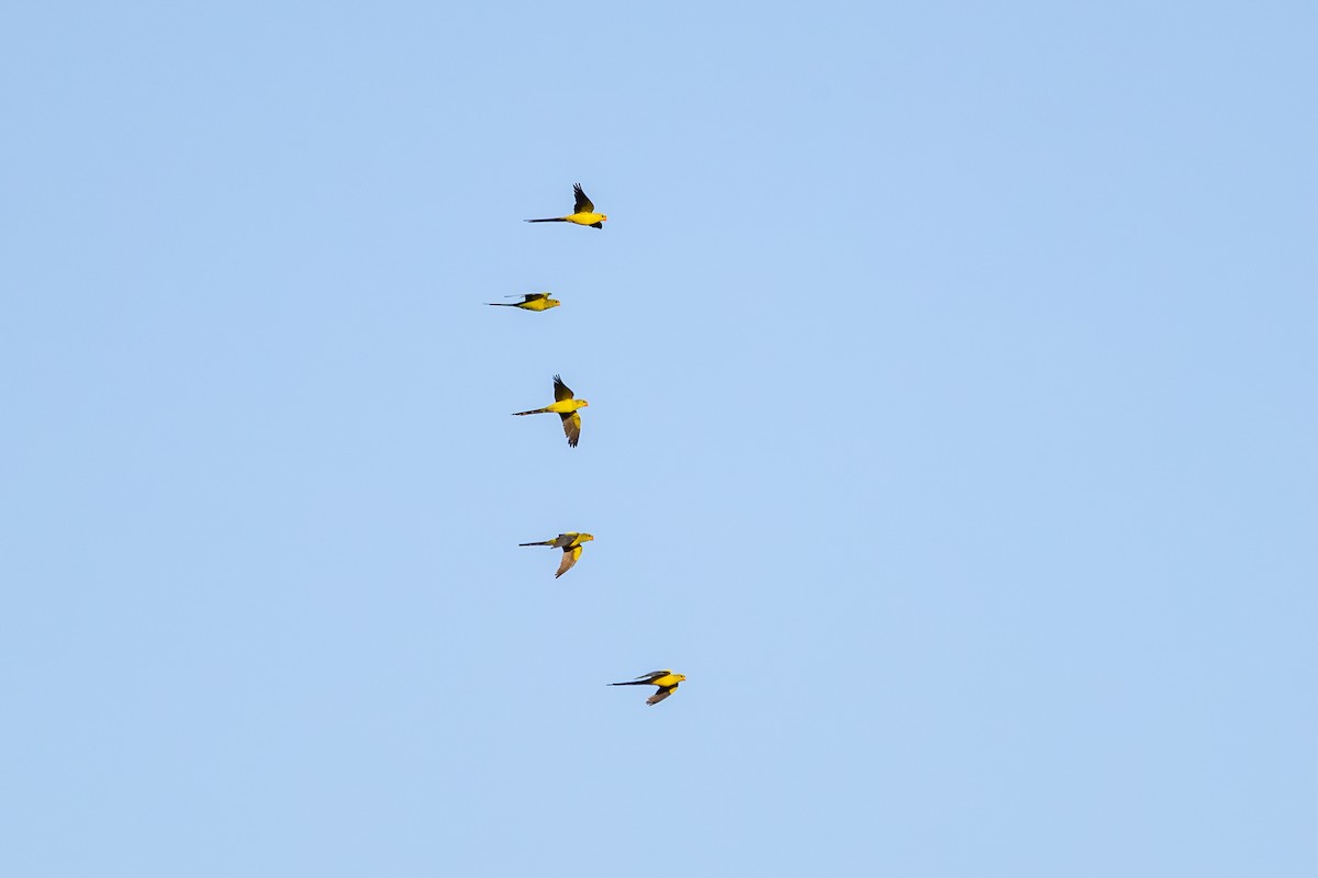 Regent Parrot - ML643862484