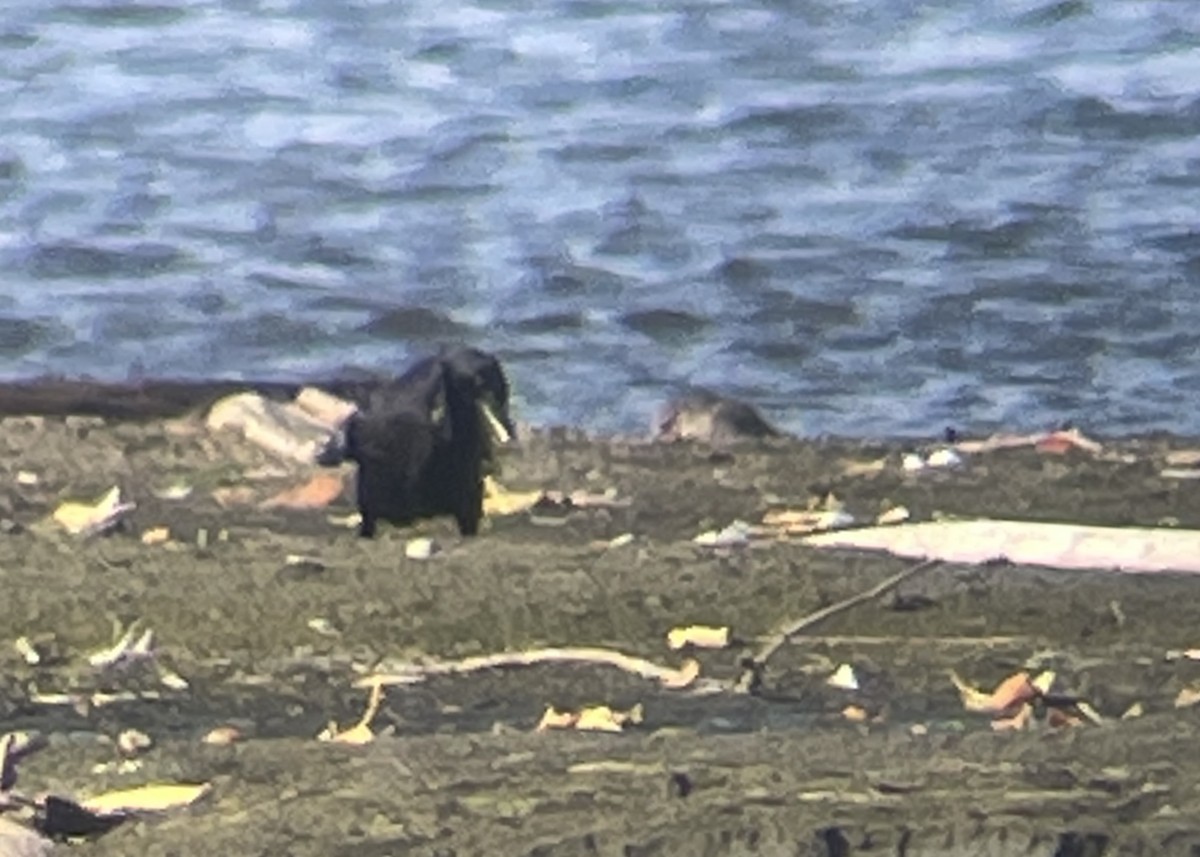 jespák obecný - ML643862486