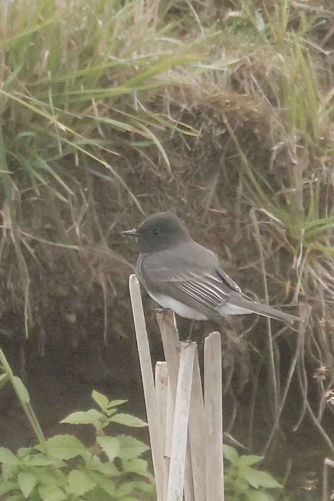 Black Phoebe - ML643862487