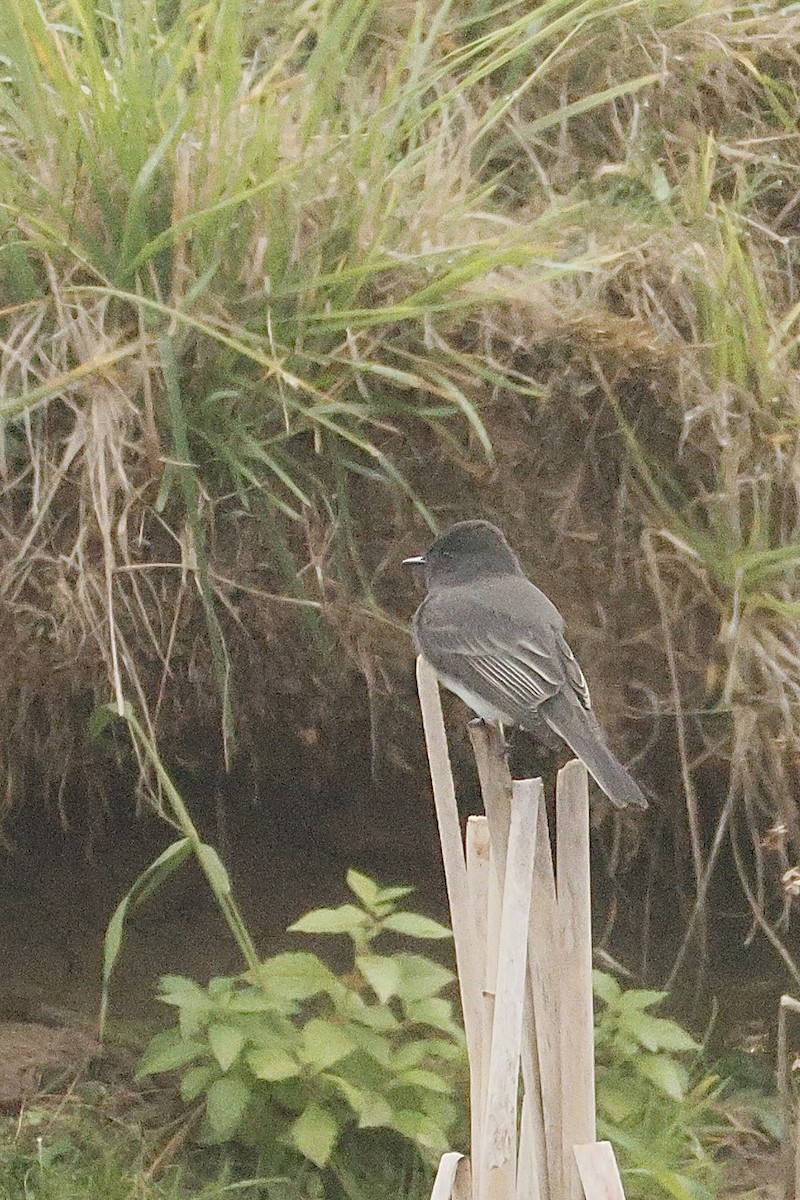 Black Phoebe - ML643862491