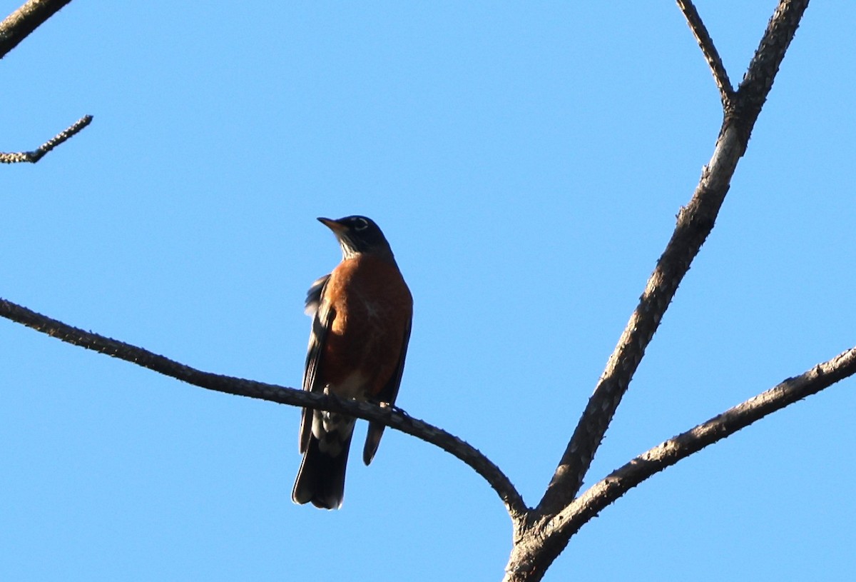 American Robin - ML643862498