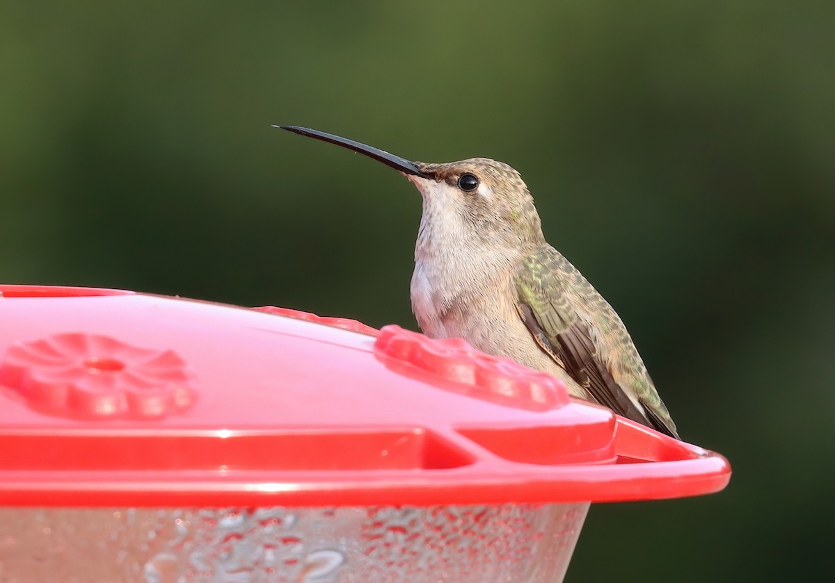 Black-chinned Hummingbird - ML643862505
