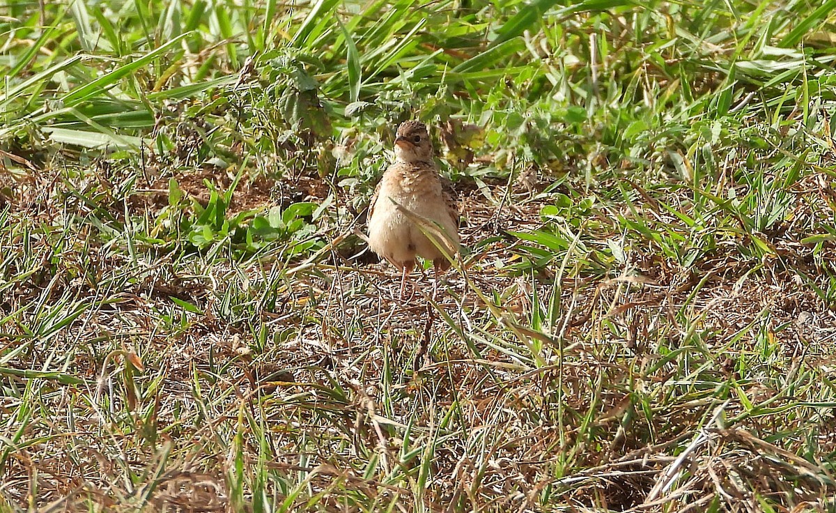 Singing Bushlark - ML643862519