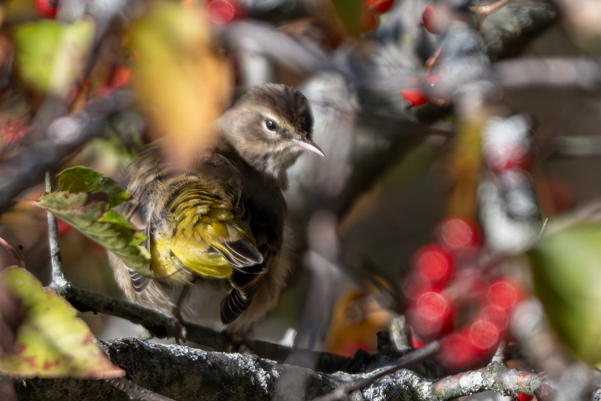 Palm Warbler - ML643862522