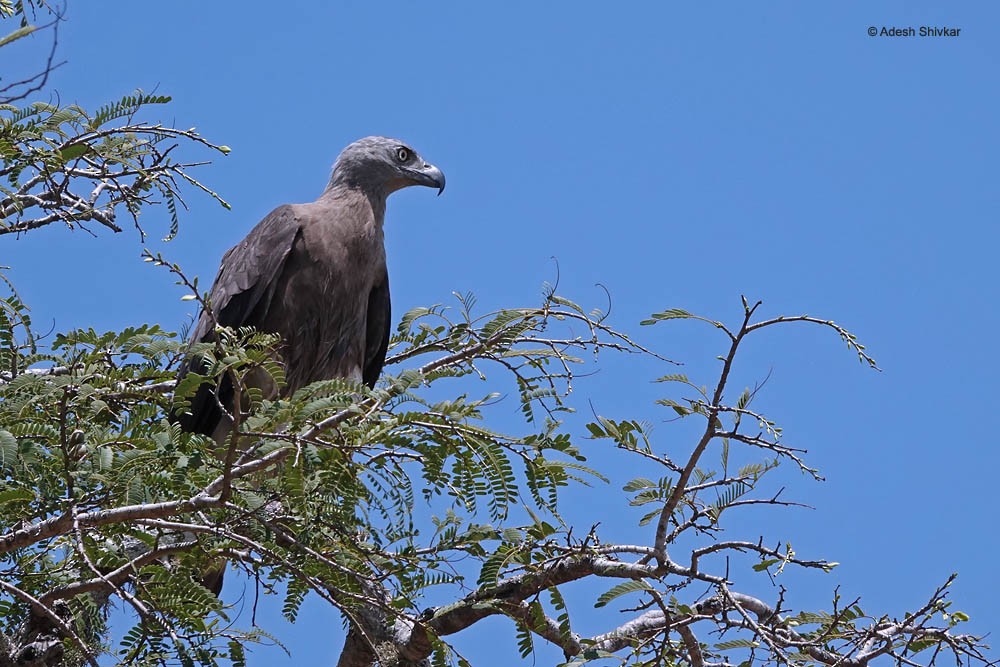 Gray-headed Fish-Eagle - ML643862568