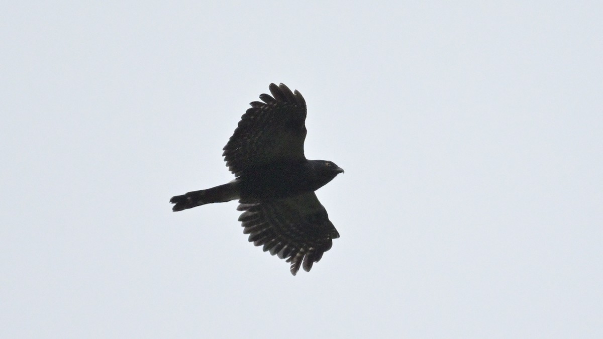 káně bělokostřečná - ML643862575