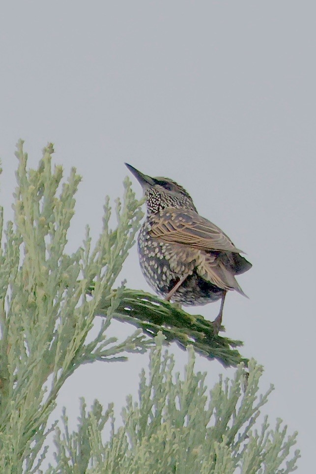European Starling - ML643862582