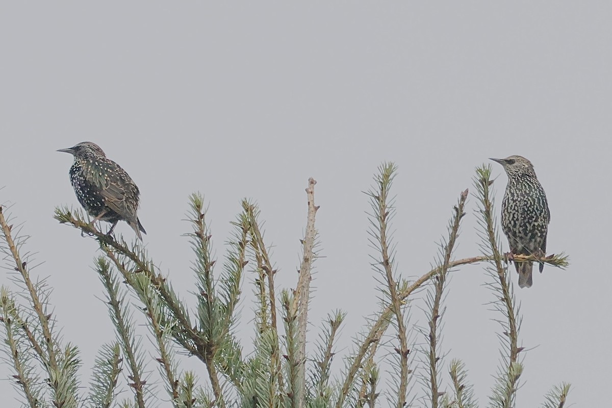 European Starling - ML643862583