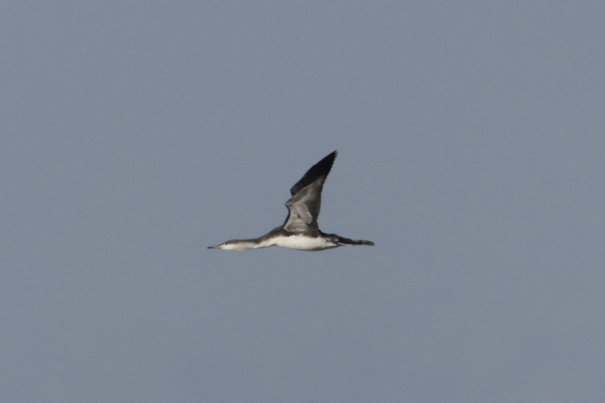 アビ - ML643862585