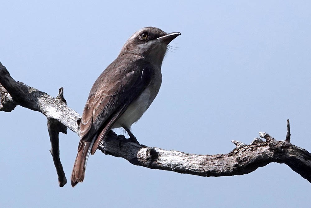 スリランカサンショウクイ - ML643862591