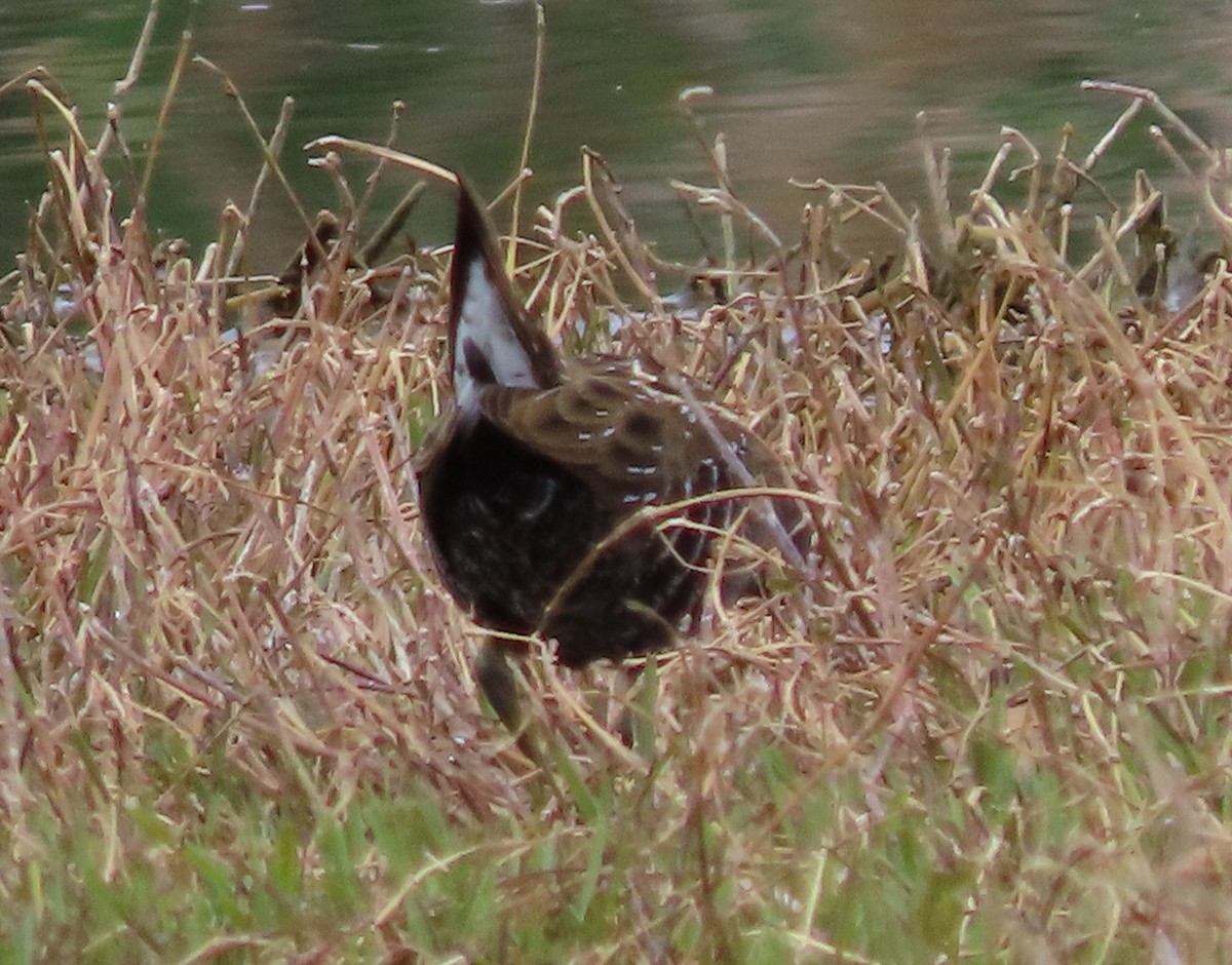 ミナミヒメクイナ - ML643862593