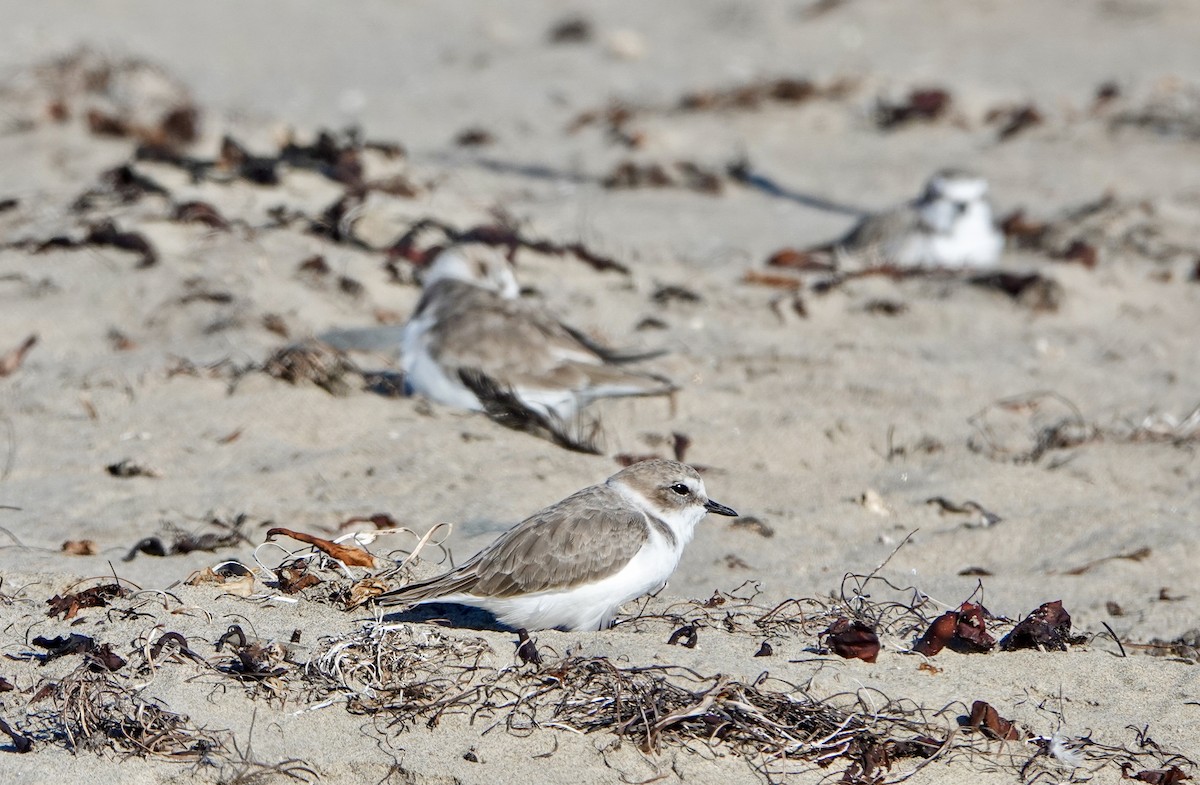 Snowy Plover - ML643862600
