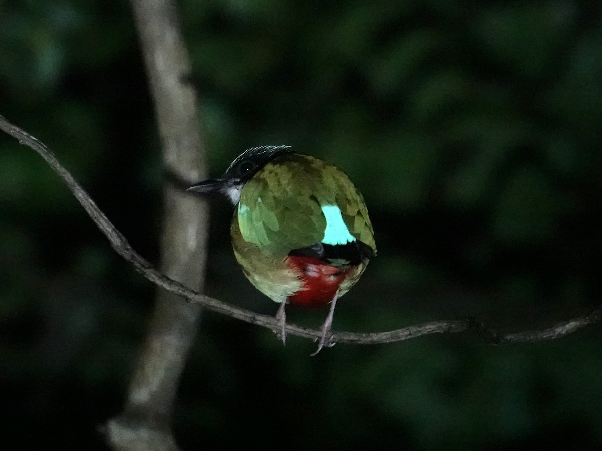 Banda Sea Pitta - ML643862602