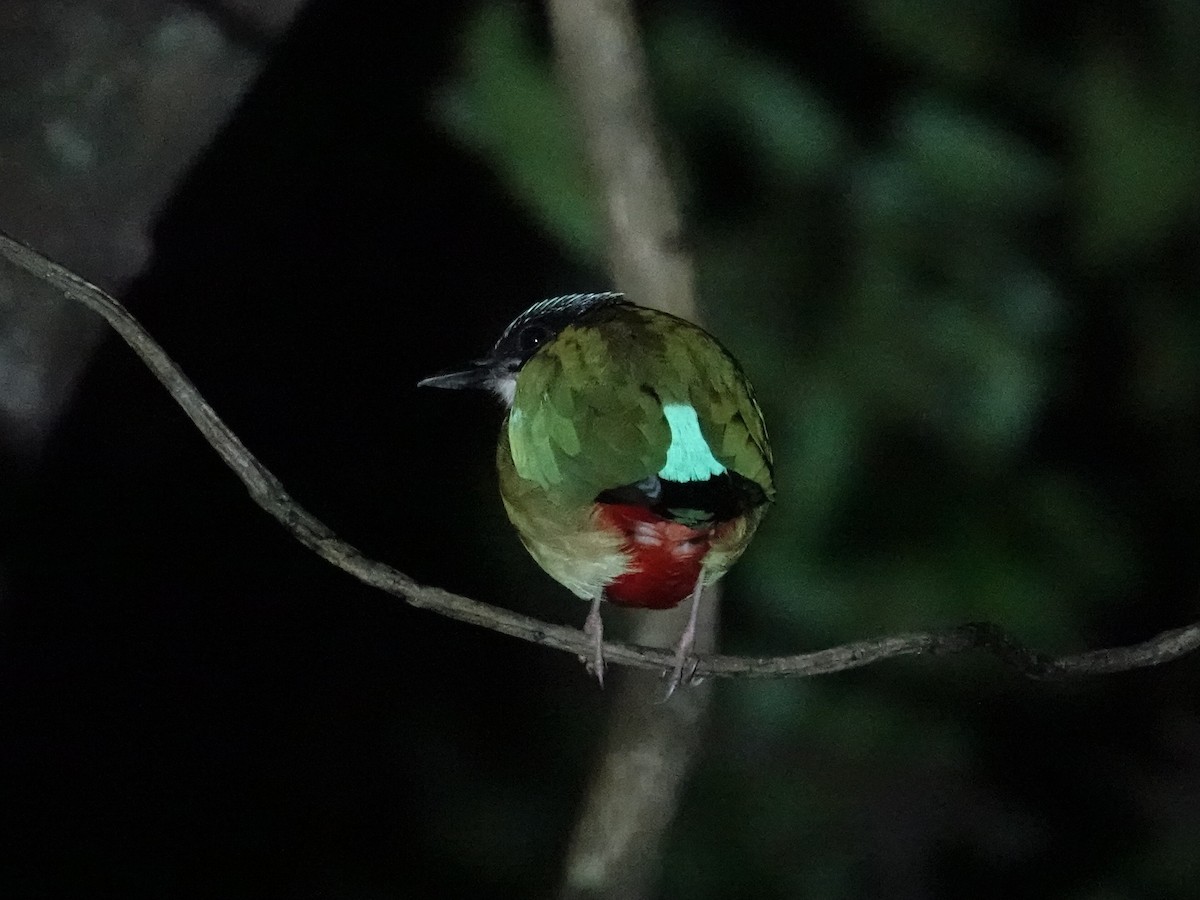 Banda Sea Pitta - ML643862603