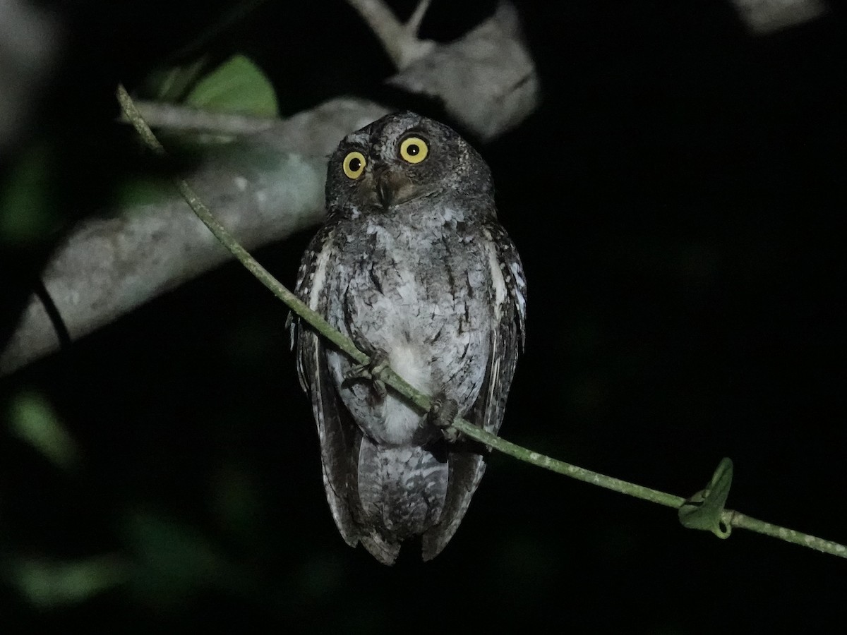 Petit-duc des Banggai - ML643862608