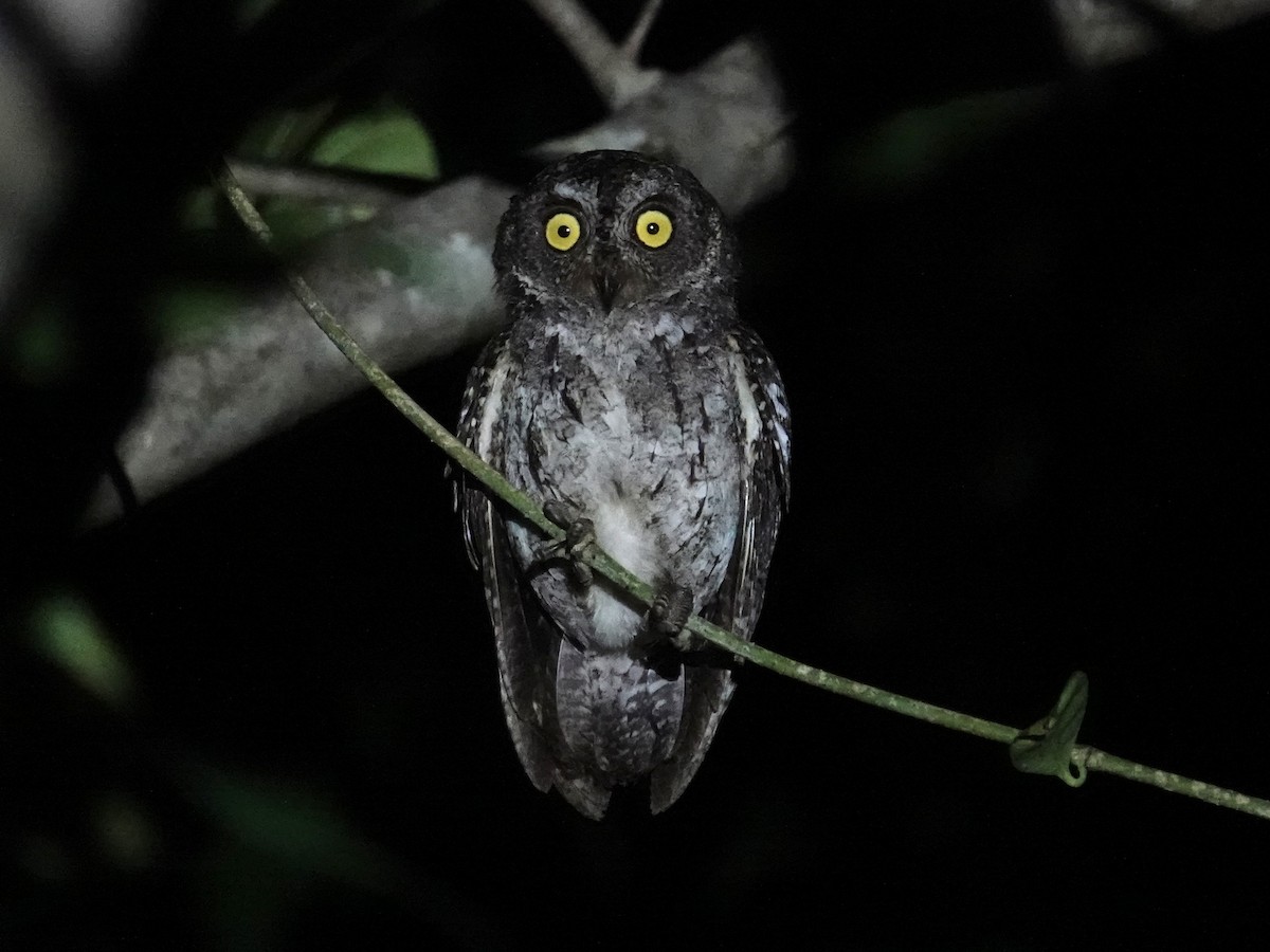 Petit-duc des Banggai - ML643862609