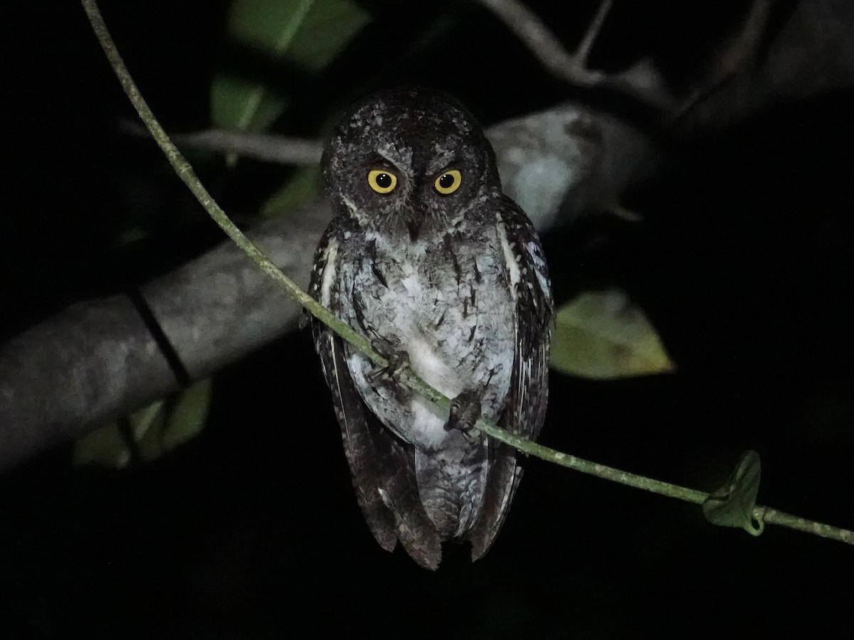 Petit-duc des Banggai - ML643862610