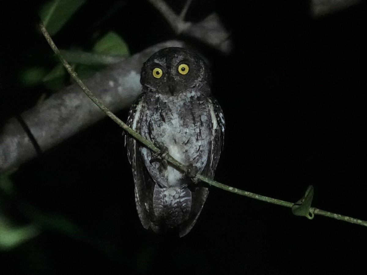 Petit-duc des Banggai - ML643862615