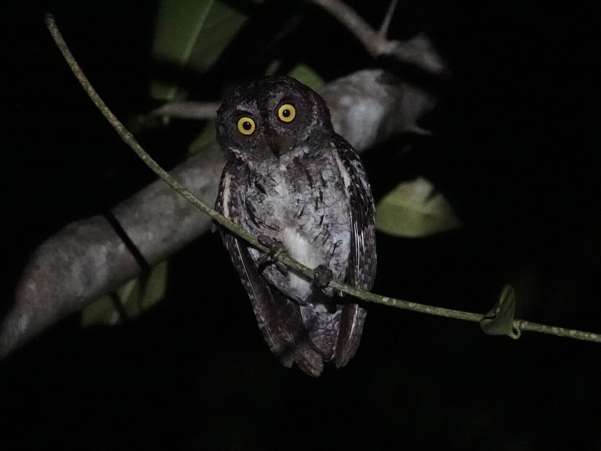 Petit-duc des Banggai - ML643862616