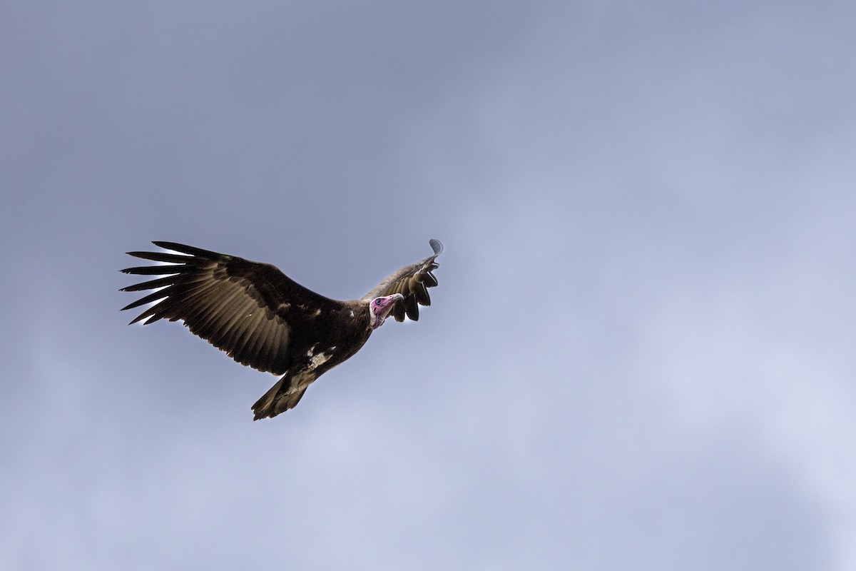Hooded Vulture - ML643862627