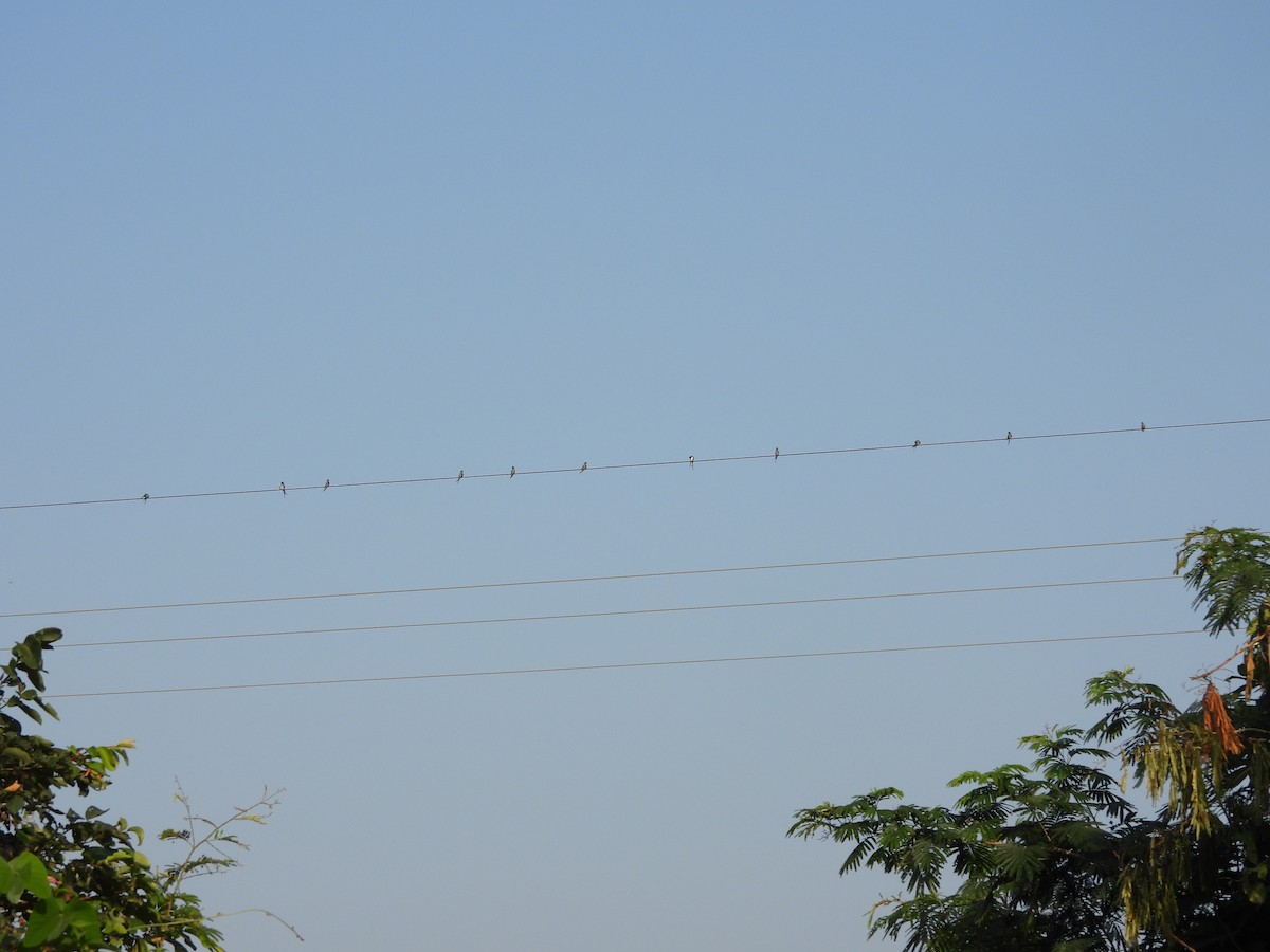Crested Treeswift - ML643862628
